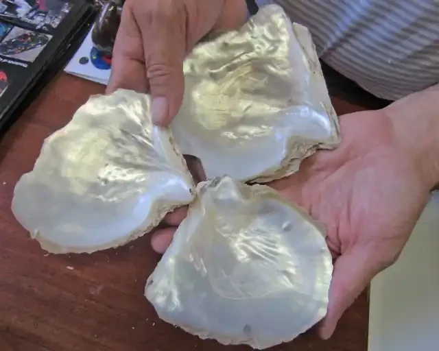 0.33 KILOS THREE Natural Broome Shells BU2031