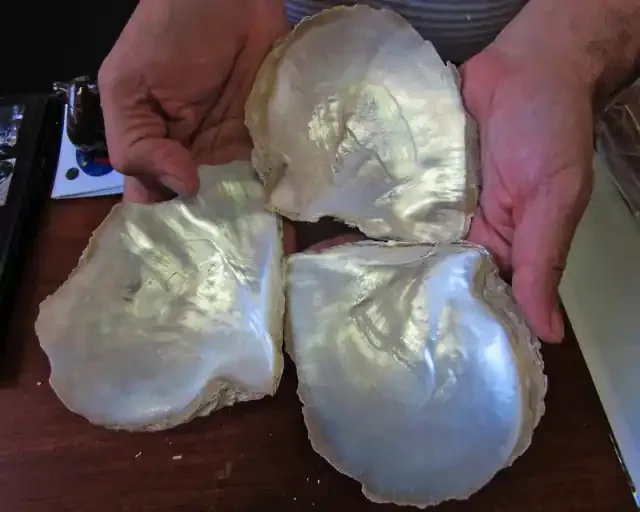 0.343KILO THREE Natural Broome Shells BU2032