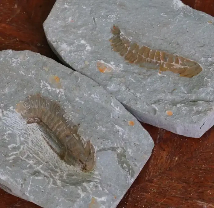 0.372Kilo Split Specimen Trilobite on matrix from Morocco SU 198