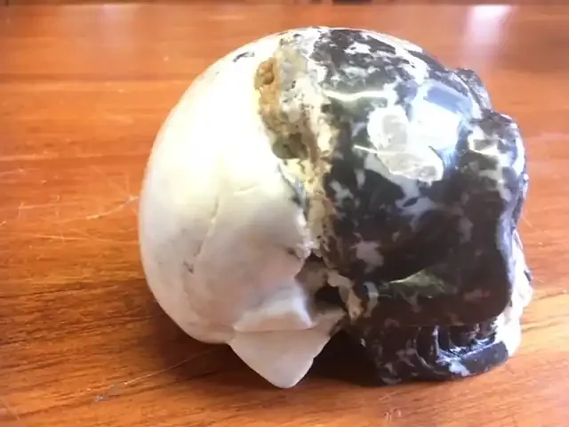 0.779 Kilo black and white inclusion Jasper Gemstone Skull