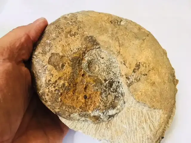 1.39 Kilo Ammonite from Morocco