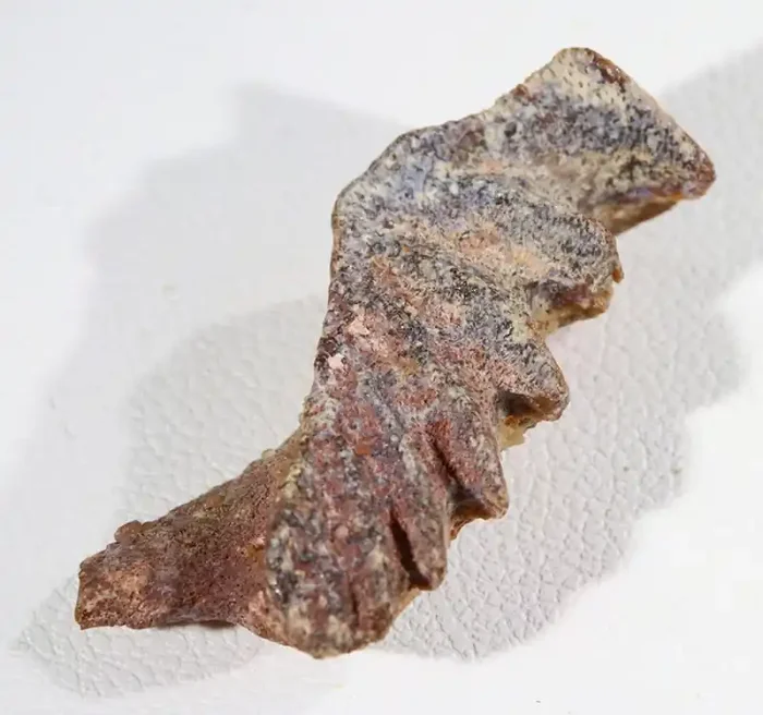 10.60cts Lung Fish Fossil tooth.Ceratodus Period SU 175