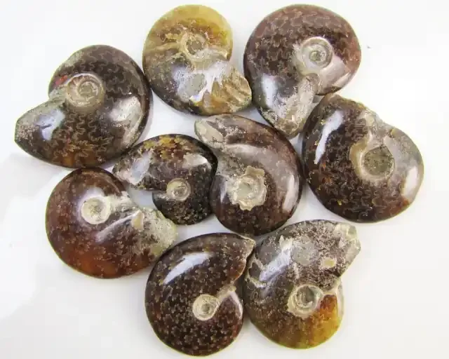 100 GRAMS PARCEL MADAGASCAR AMMONITES GG2009