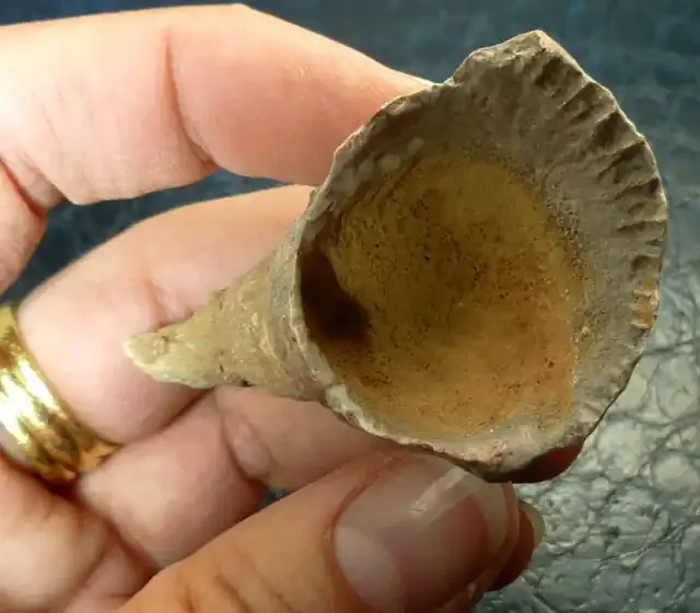 103 CTS Horn Fossil Coral, , Morocco RT 2507