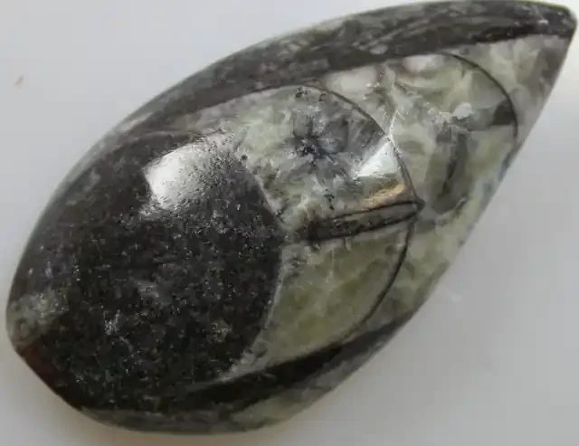 106.10 CTS ORTHOCERAS POLISHED SPECIMEN