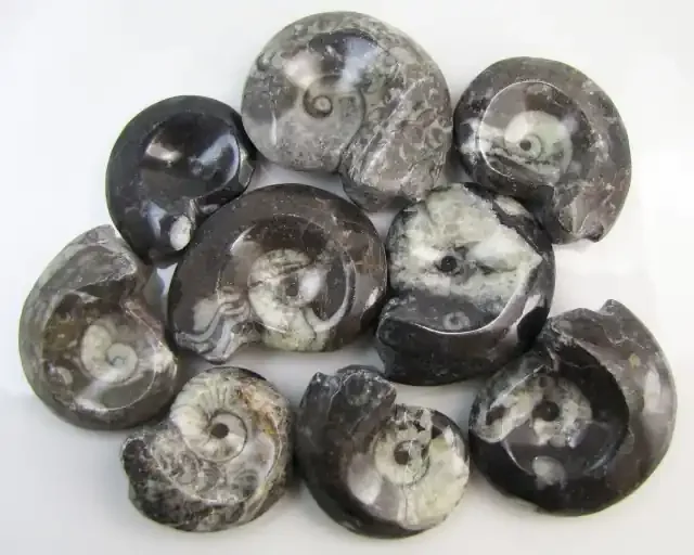 1065CTS MOROCAN AMMONITE (Goniatities) GG1976