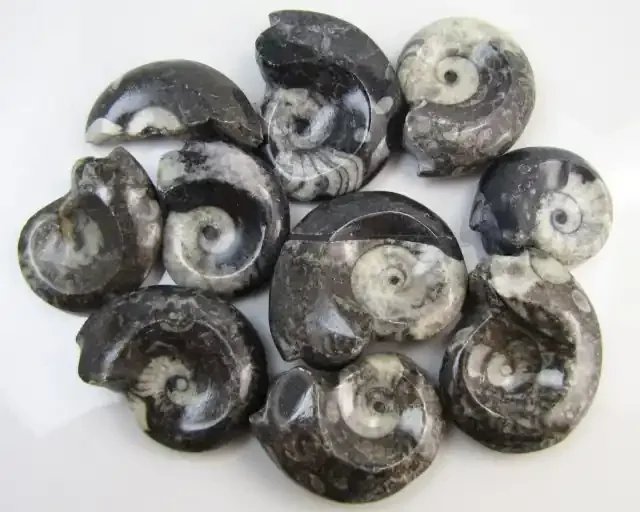 1070CTS MOROCAN AMMONITE (Goniatities) GG1977