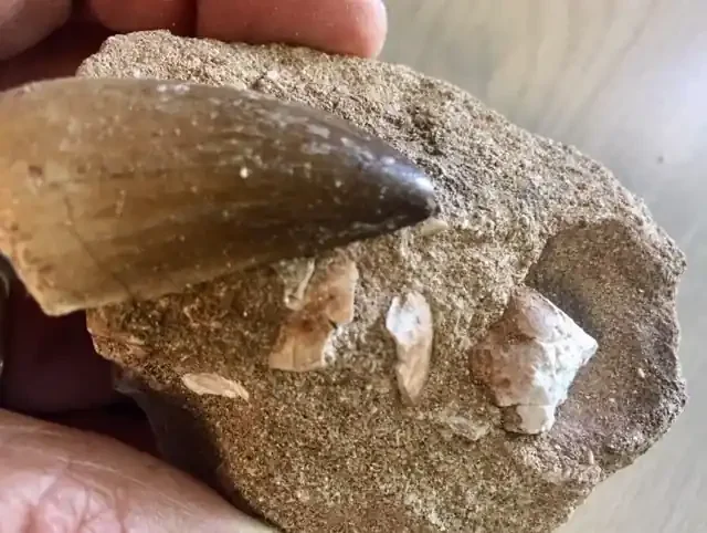 1078 cts Dinosaur Mosasaurus Tooth on Fossil bedrock WS 426