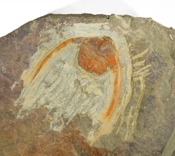 1080cts Lonchodomas Trilobite on matrix from Morocco SU398