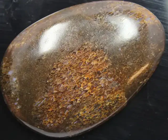 109.55 CTS UTAH DINOSAUR BONE CABOCHON AGATISED TRANSLUCENT