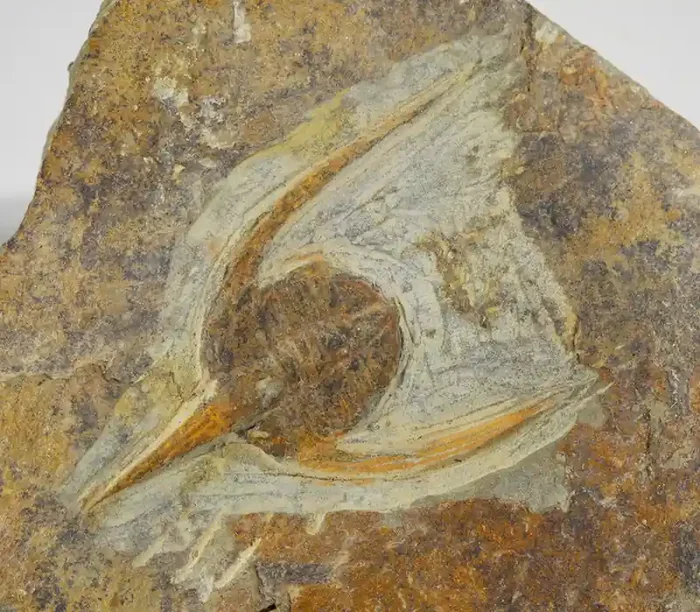 1175cts Lonchodomas Trilobite on matrix from Morocco SU397