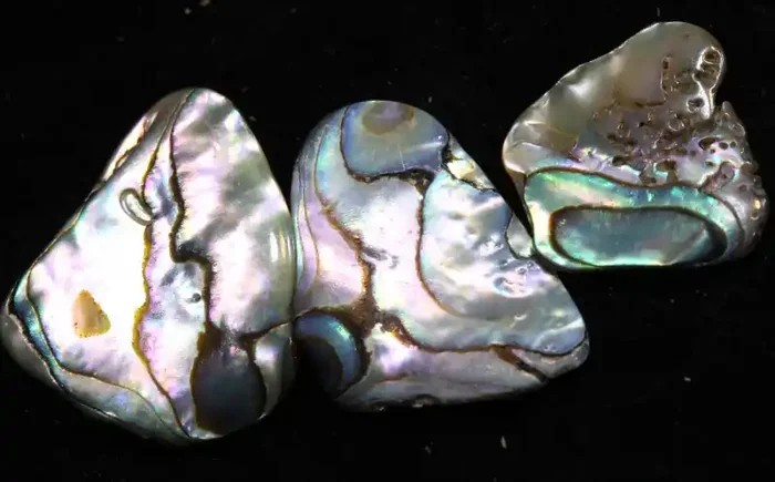 12 CTS ABALONE SHELL PARCEL (3PCS) ADG-1167