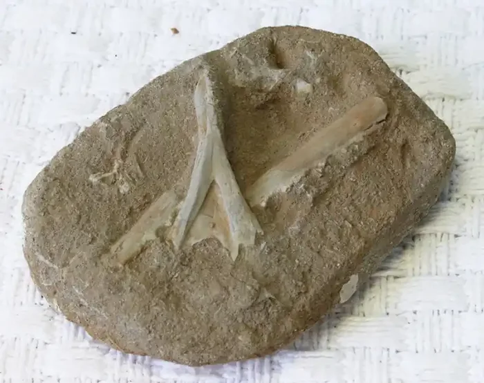 1250cts large specimen fossil morocco.. SU 312