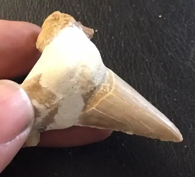 129 cts Megalodon Shark Tooth from morocco WS 4
