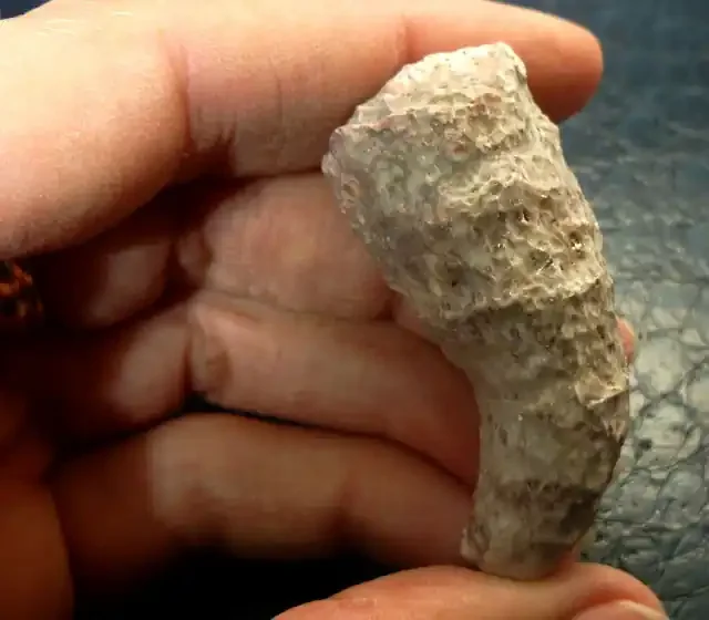 130 CTS Horn Fossil Coral, , Morocco RT 2509