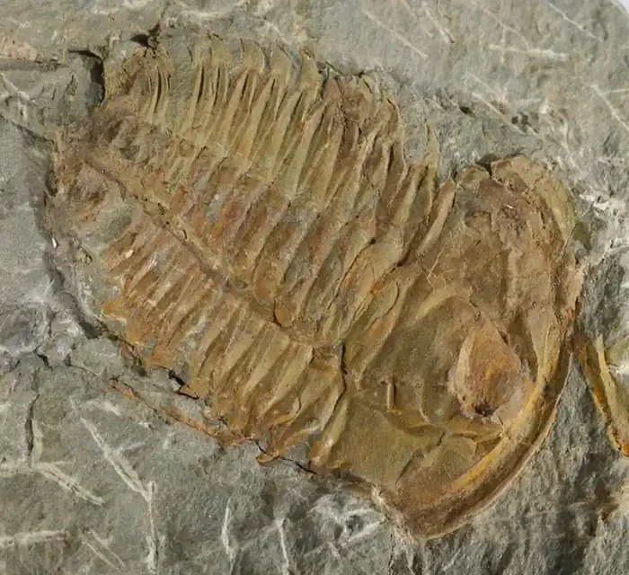 1325cts Cambrian Trilobite on matrix from Morocco SU 175