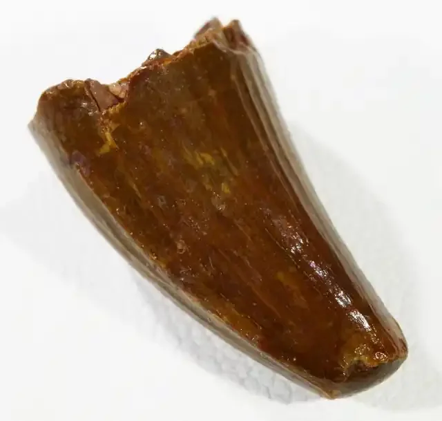 14.3cts Dinosaur Tooth , mosasaurid Prognathodon PPP 1380