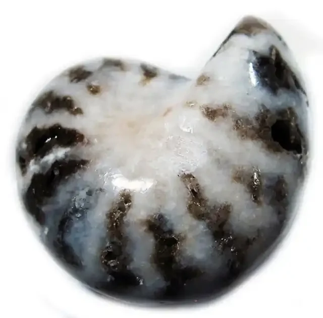 14.70 CTS AMMONITE INDONESIAN -WELL POLISHED [MGW4077]