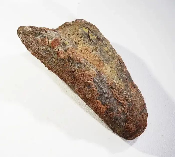 143Cts Fossil Tooth From a Spinosaurus Dinosaur Morocco SU387