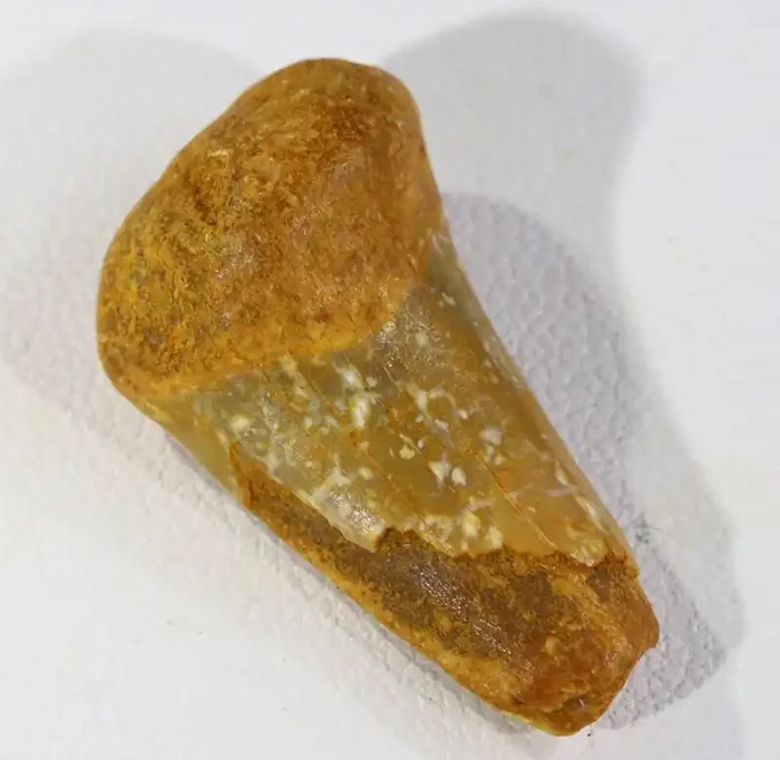 15.40Cts Fossil Dinosaur Bone Morocco SU 264