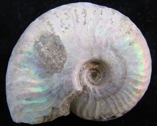 165CTS IRIDESCENCE MADAGASCAR AMMONITE GG2029