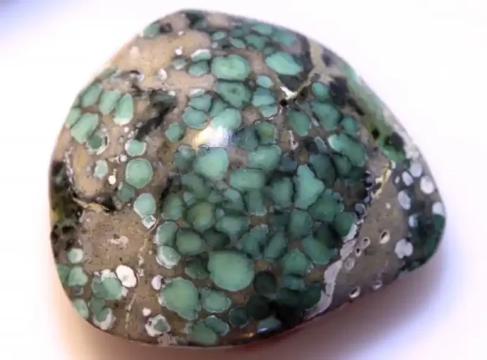 17.45CTS BLUEBOY VARISCITE CLAM PSEUDOMORPH TBG-3181