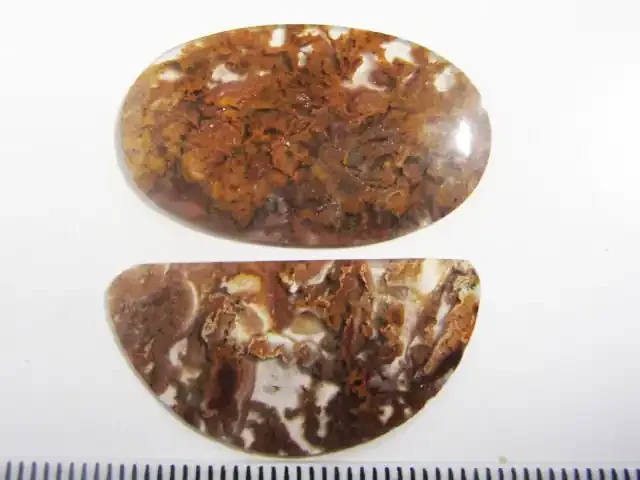 17.75 TWO FOSSIL STONES DISPLAY MS 1483