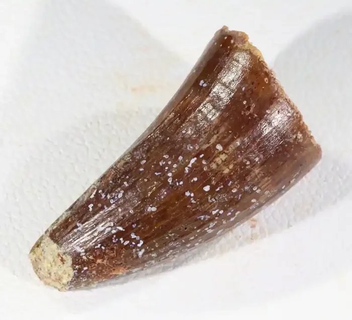 18.20cts Mosasaur fossil from marine reptile Tooth SU308