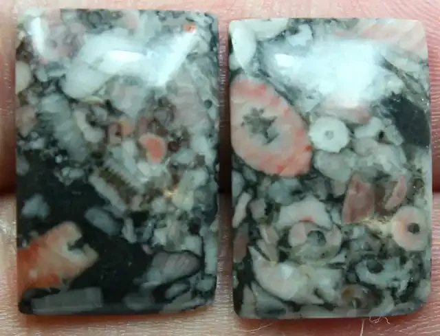 19.10 CTS CRINOID FOSSIL MATCHING PAIR OF STONE