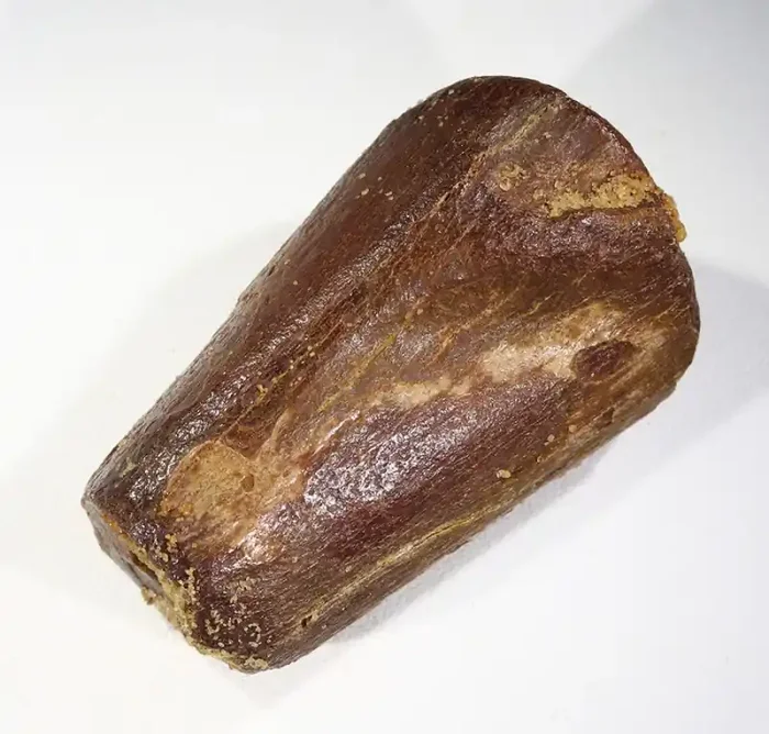 191.50Cts Fossil Tooth From a Spinosaurus Dinosaur Morocco SU382
