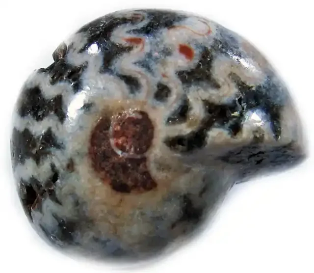 20.10 CTS AMMONITE INDONESIAN -WELL POLISHED [MGW4085]