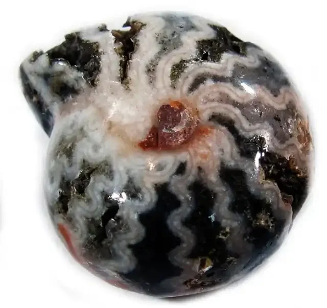 20.85 CTS AMMONITE INDONESIAN -WELL POLISHED [MGW4078]