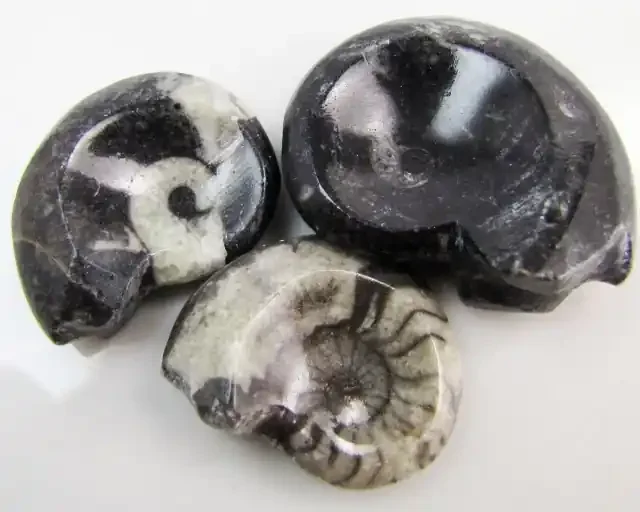 205CTS 3 X MOROCAN AMMONITE (Goniatities) GG1985