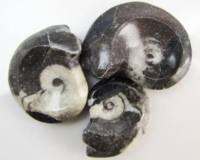 205CTS 3 X MOROCAN AMMONITE (Goniatities) GG1992