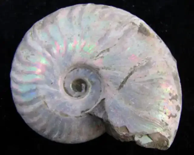 205CTS IRIDESCENCE MADAGASCAR AMMONITE GG2036