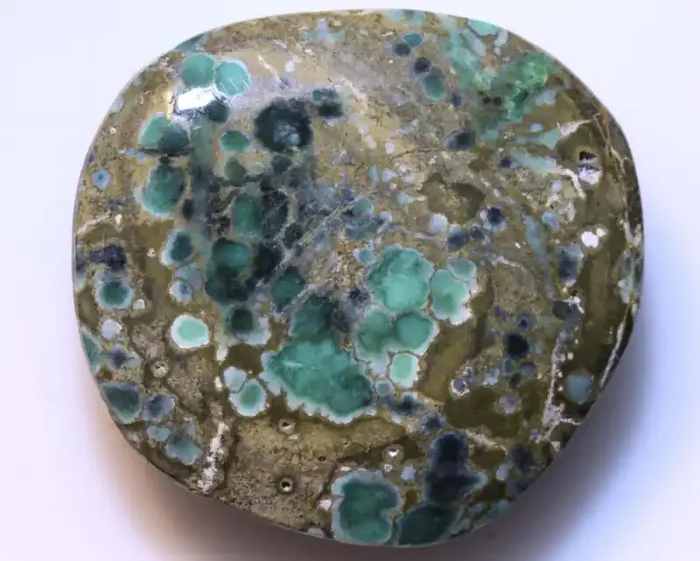 21.70 CTS BLUEBOY VARISCITE CLAM PSEUDOMORPH TBG-3179