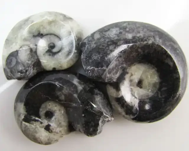 215CTS 3 X MOROCAN AMMONITE (Goniatities) GG1982