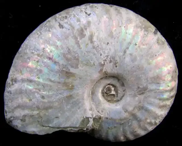 215CTS IRIDESCENCE MADAGASCAR AMMONITE GG2027