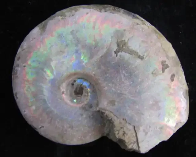 215CTS IRIDESCENCE MADAGASCAR AMMONITE GG2037