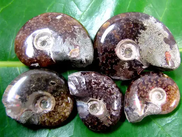 225 Cts 5 PCS Madagascar Ammonite MYGM 666