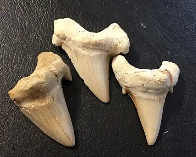 227 cts Three Megalodon Shark Teeth from morocco WS 444