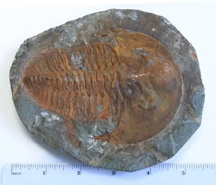 2360cts Cambrian Trilobite on matrix from Morocco SU 185