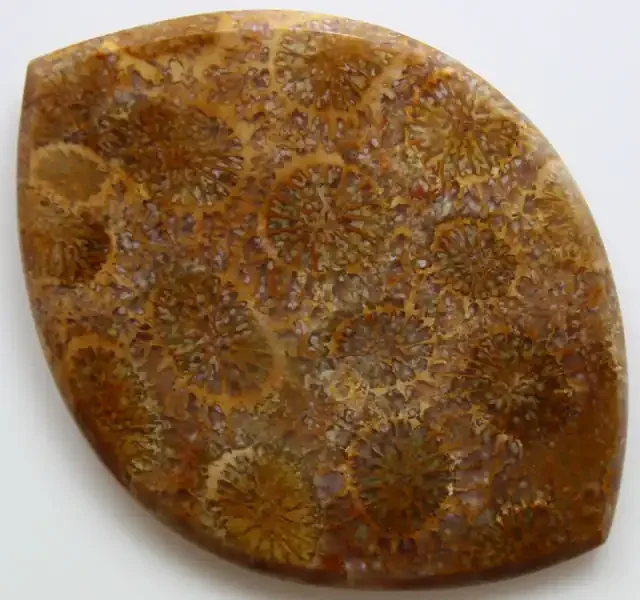 24.55 CTS INDONESIAN FOSSIL CORAL CABOCHON STONE