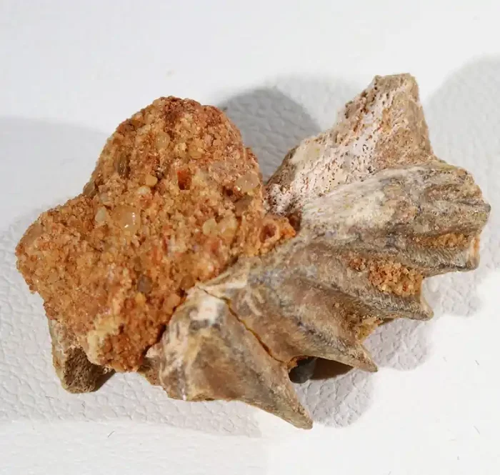 25.40cts Lung Fish Fossil tooth.Ceratodus Period SU 279