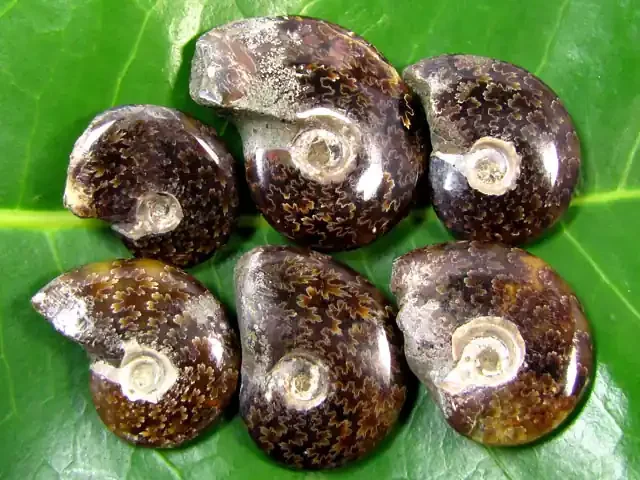 250 Cts 5 PCS Madagascar Ammonite MYGM 662