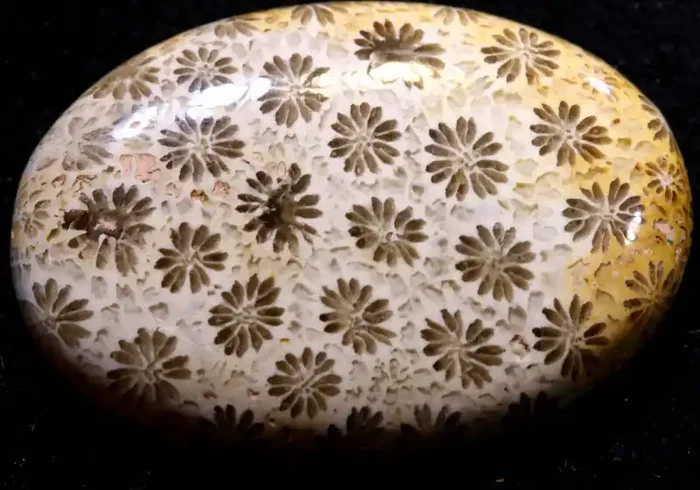 26.5 CTS CORAL INDONESIA TBG-583