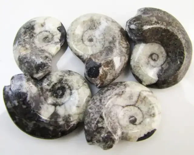 265CTS 5 X MOROCAN AMMONITE (Goniatities) GG1987