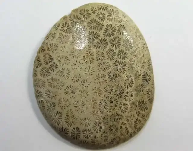 27.5 CTS ONE NATURAL CORAL FOSSIL STONE MS1114