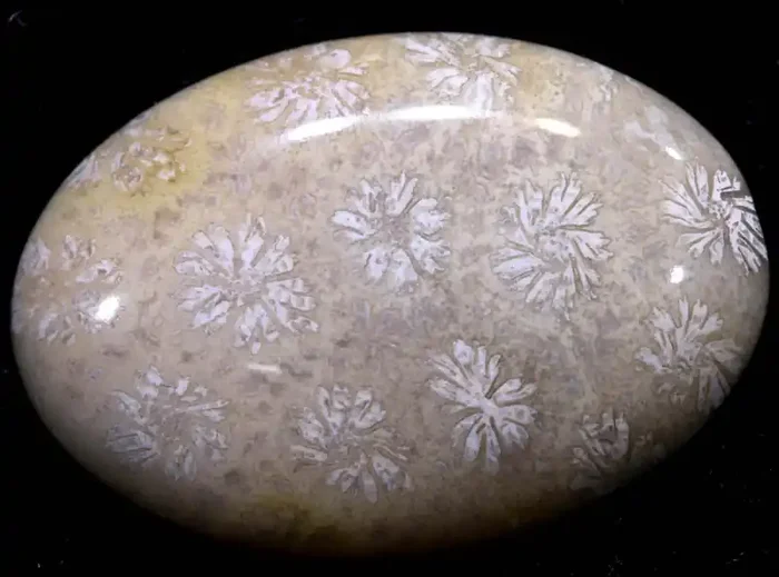 27.65 CTS CORAL INDONESIA TBG-358