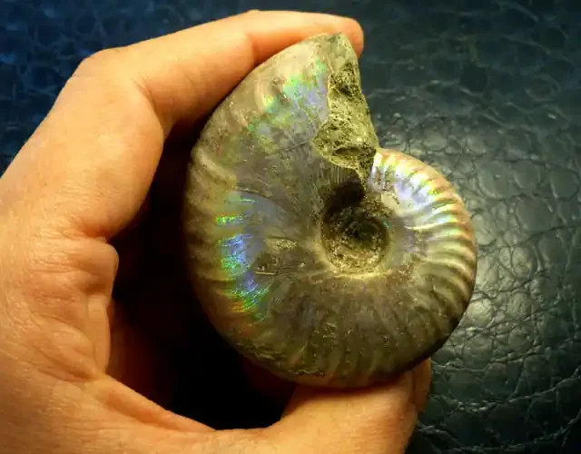 281 CTS MADAGASCAR IRIDESCENT AMMONITE RT 2259